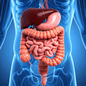 Liver, Digestion & Gut Health