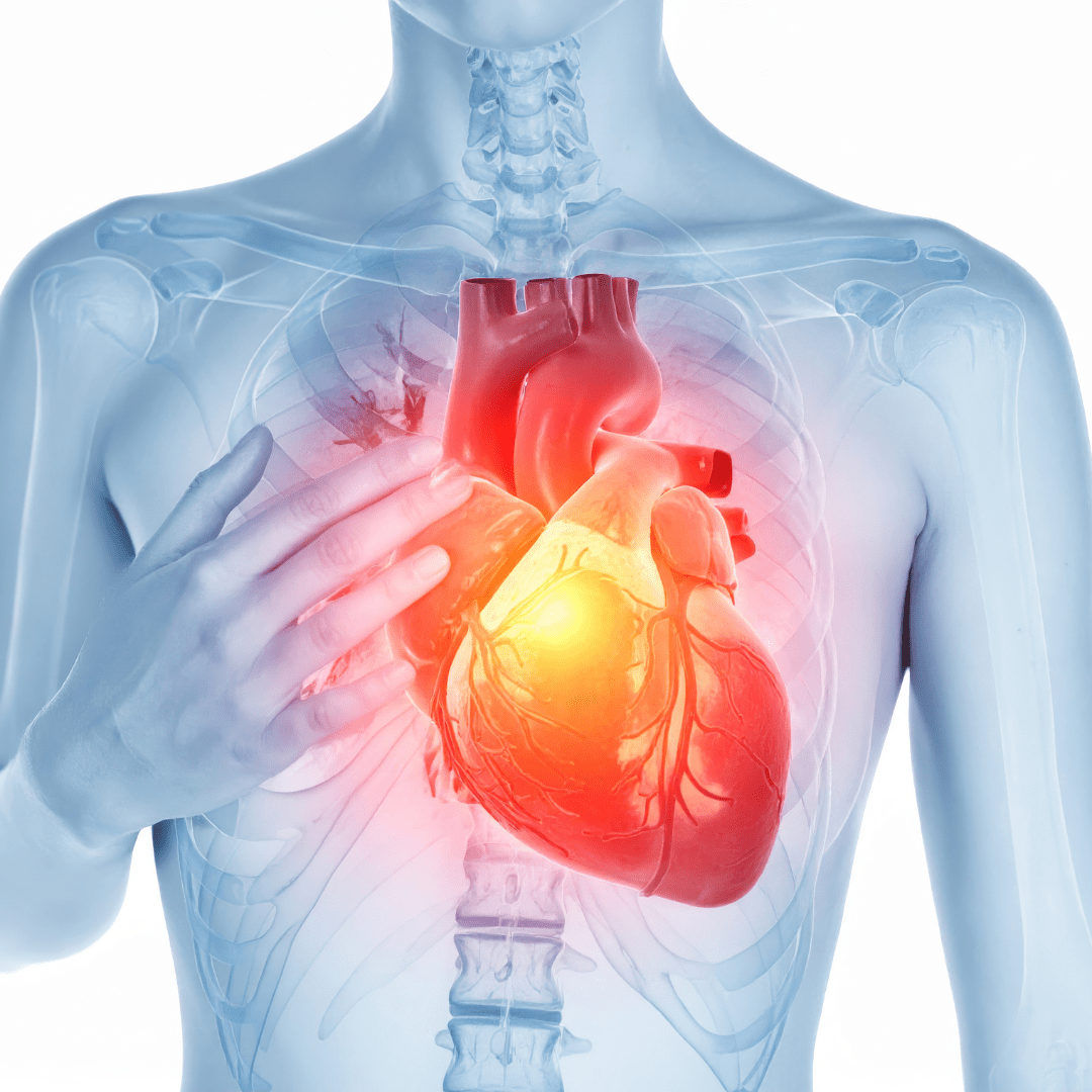 Heart & Circulation
